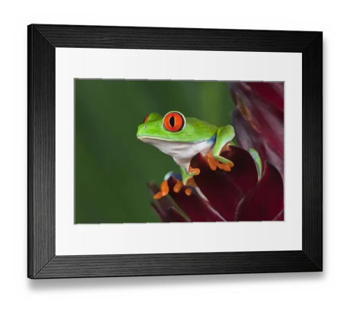 Framed Print : Red eyed tree frog, Agalychnis callidryas Framed Print : Red eyed tree frog, Agalychnis callidryas