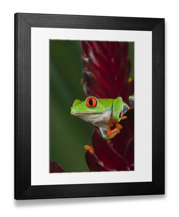 Framed Print : Red eyed tree frog, Agalychnis callidryas Framed Print : Red eyed tree frog, Agalychnis callidryas
