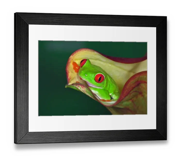 Framed Print : Red-eyed Tree Frog, Agalychnis callidryas
