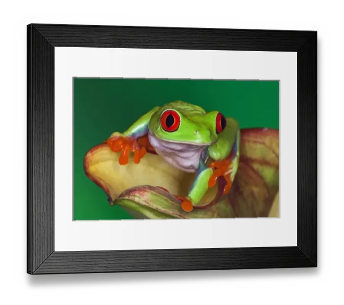 Framed Print : Red-eyed Tree Frog, Agalychnis callidryas