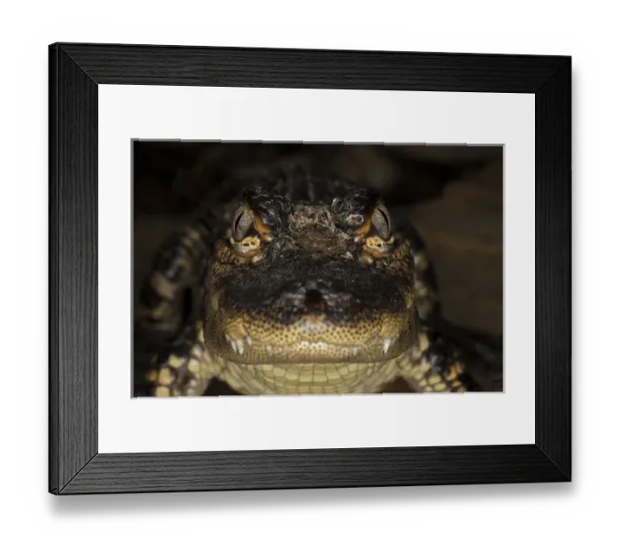 Framed Print : American Alligator portrait
