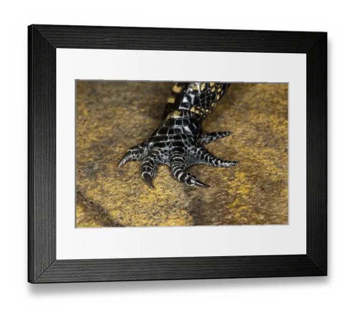 Framed Print : American Alligator foot