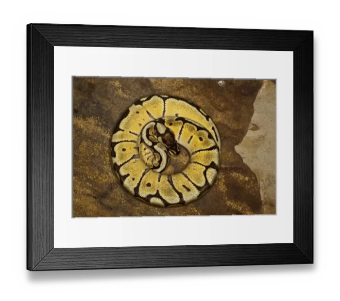 Framed Print : Ball python morph, Python regius Framed Print : Ball python morph, Python regius