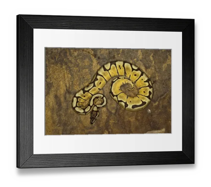 Framed Print : Ball python morph, Python regius Framed Print : Ball python morph, Python regius