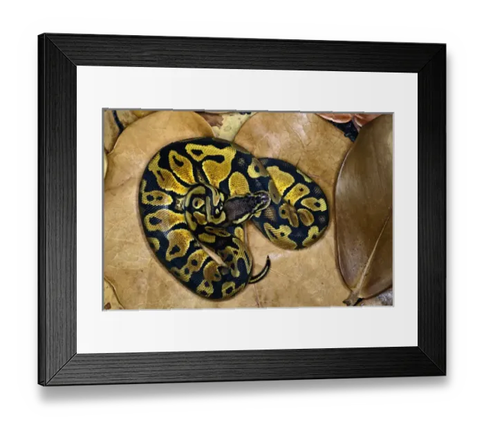 Framed Print : Ball python morph, Python regius Framed Print : Ball python morph, Python regius