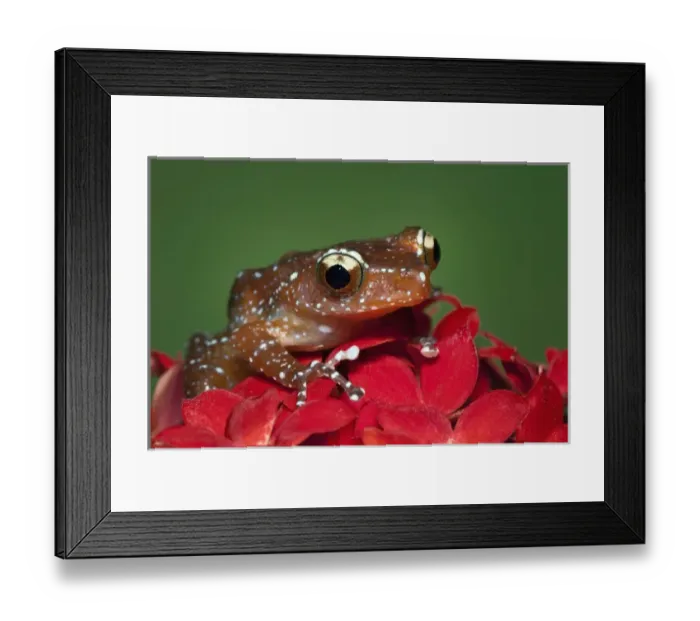 Framed Print : Cinnamon Tree Frog, Nyctixalus pictus, Borneo Framed Print : Cinnamon Tree Frog, Nyctixalus pictus, Borneo