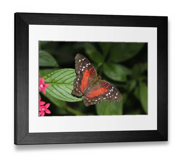 Framed Print : Tropical butterfly Framed Print : Tropical butterfly
