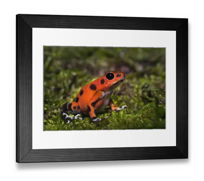 Framed Print : Colon Isle Dart Frog, Oophaga pumilio Framed Print : Colon Isle Dart Frog, Oophaga pumilio