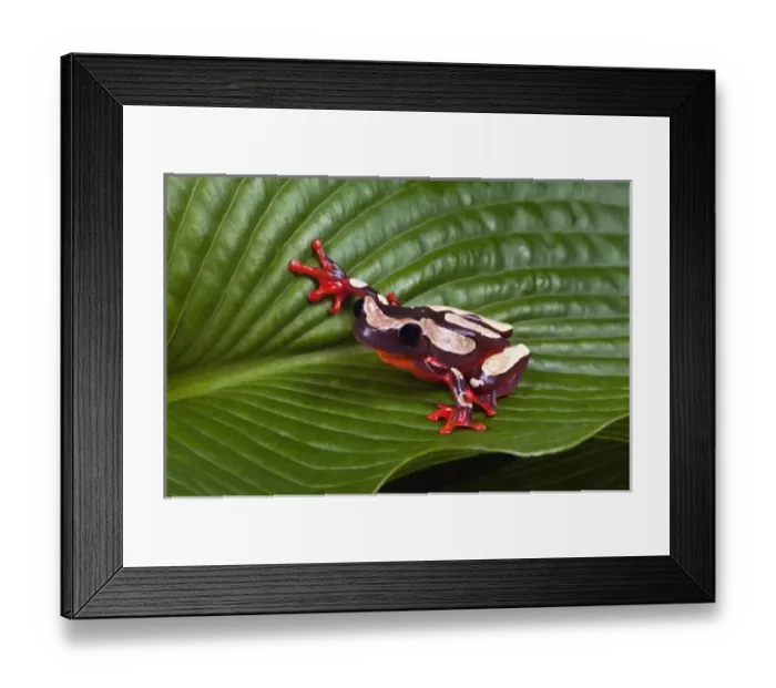 Framed Print : Clown tree frog, Hyla leucophyllata Framed Print : Clown tree frog, Hyla leucophyllata