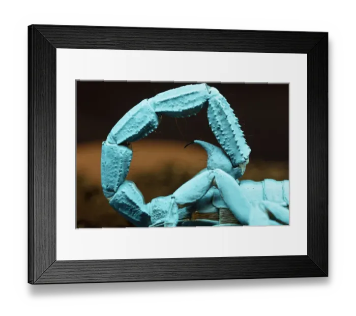 Framed Print : Coiled tail of Emperor scorpion flourescing under black light, Pandinus imperator Africa Framed Print : Coiled tail of Emperor scorpion flourescing under black light, Pandinus imperator Africa