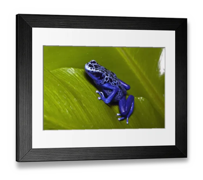 Framed Print : Blue dart frog, Dendrobates azureus