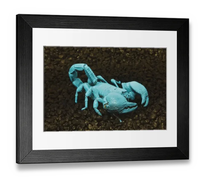 Framed Print : Emperor scorpion flourescing under black light, Pandinus imperator Africa