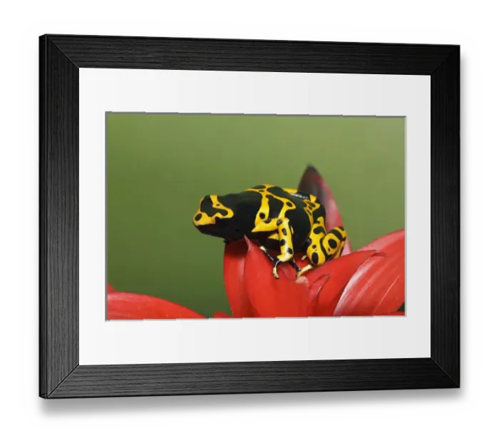 Framed Print : Bumble Bee Dart Frog, D. leucomelas