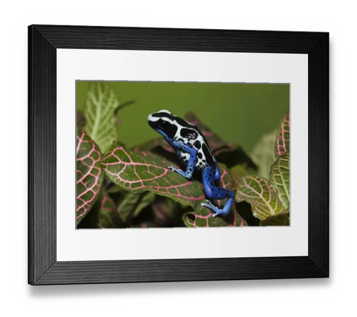 Framed Print : Dendrobates tinctorius oyapok Framed Print : Dendrobates tinctorius oyapok