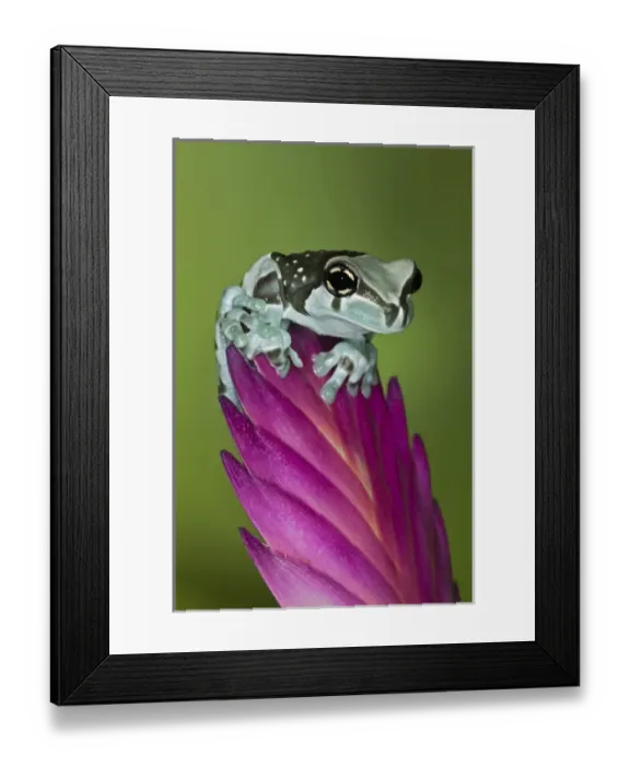 Framed Print : Milk Frog, Trachycephalus resinifictrix Framed Print : Milk Frog, Trachycephalus resinifictrix
