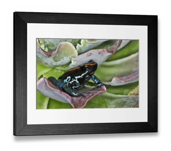 Framed Print : Golfodulcean Poison Frog, Phyllobates vittatus Framed Print : Golfodulcean Poison Frog, Phyllobates vittatus