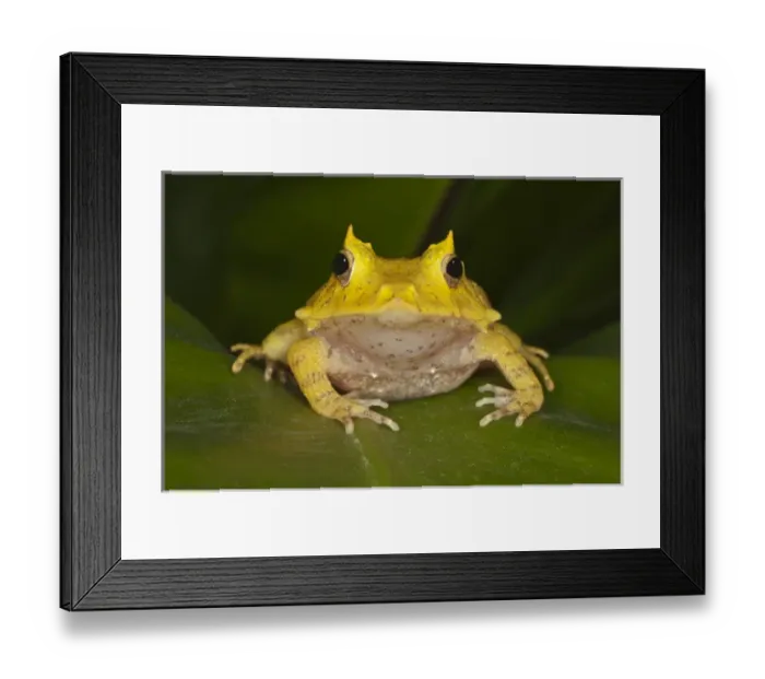 Framed Print : Solomon Isle Leaf Frog, Ceratobatrachus guentheri