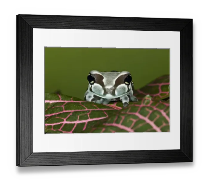 Framed Print : Amazon Milk Frog, Trachycephalus resinifictrix