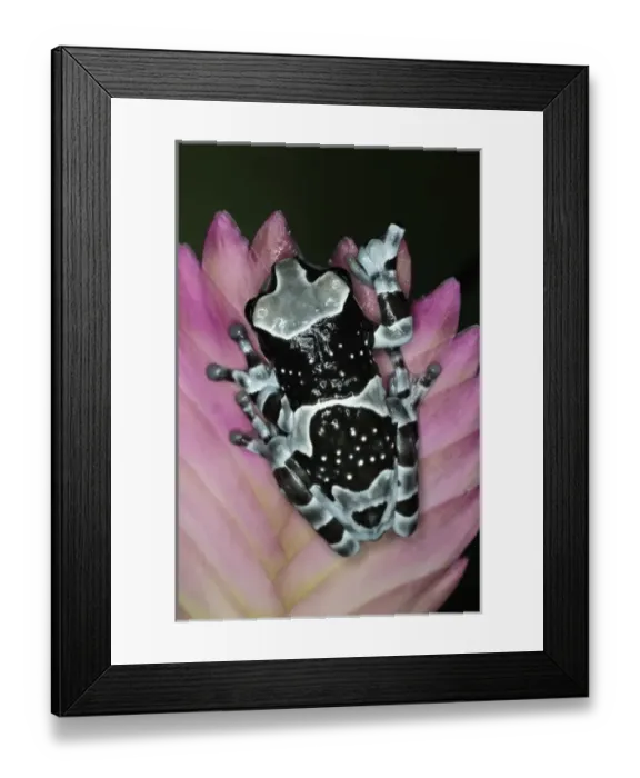 Framed Print : Amazon Milk Frog, Trachycephalus resinifictrix Framed Print : Amazon Milk Frog, Trachycephalus resinifictrix