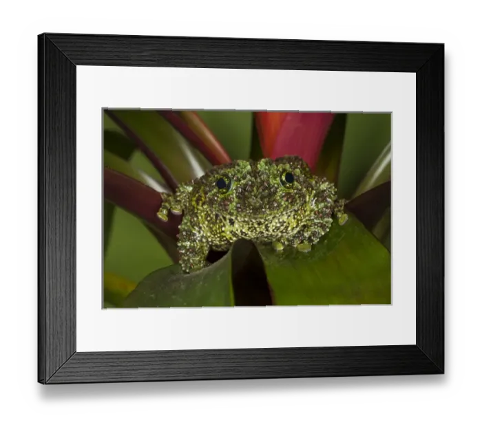 Framed Print : Vietnamese Mossy Frog, Theloderma corticale Framed Print : Vietnamese Mossy Frog, Theloderma corticale