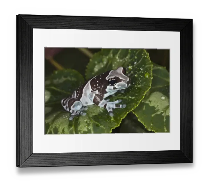 Framed Print : Amazon Milk Frog, Trachycephalus resinifictrix