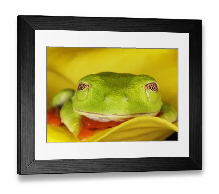 Framed Print : Red-eyed Tree Frog, Agalychnis callidryas Framed Print : Red-eyed Tree Frog, Agalychnis callidryas