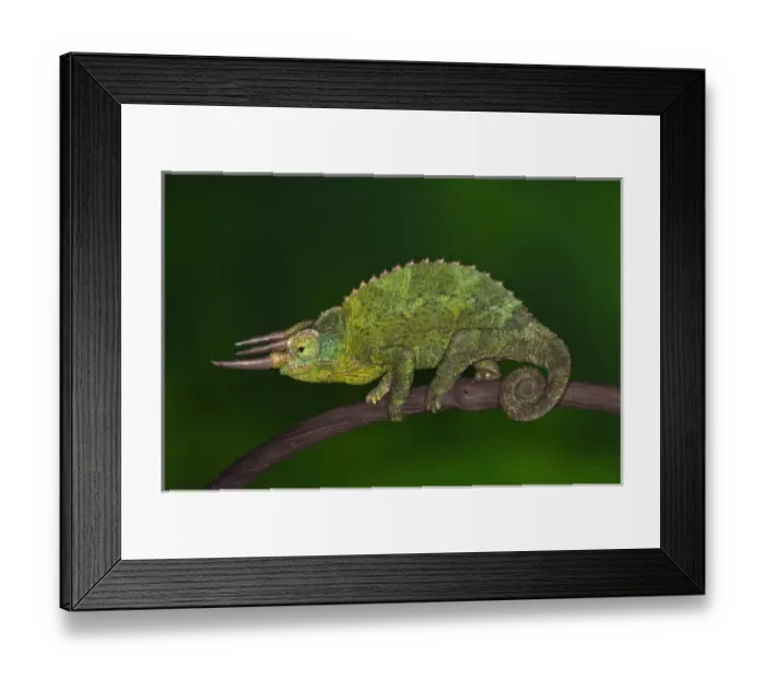 Framed Print : Jacksons Chameleon, Chameleo jacksoni, Kenya Framed Print : Jacksons Chameleon, Chameleo jacksoni, Kenya