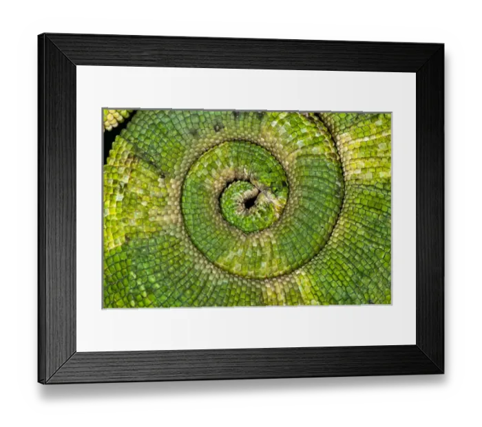 Framed Print : Curled tail pattern, Jacksons Chameleon, Chamaeleo jacksoni, Kenya Framed Print : Curled tail pattern, Jacksons Chameleon, Chamaeleo jacksoni, Kenya
