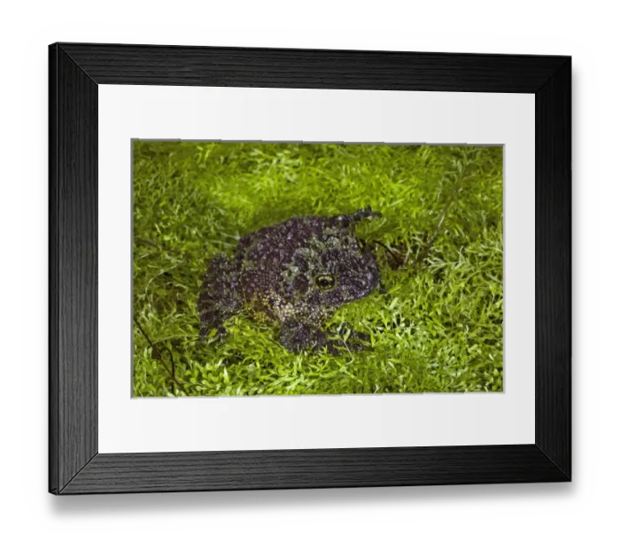 Framed Print : Vietnamese Mossy Frog, Theloderma corticale Framed Print : Vietnamese Mossy Frog, Theloderma corticale