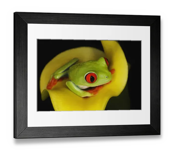 Framed Print : Red-eyed Tree Frog, Agalychnis callidryas Framed Print : Red-eyed Tree Frog, Agalychnis callidryas