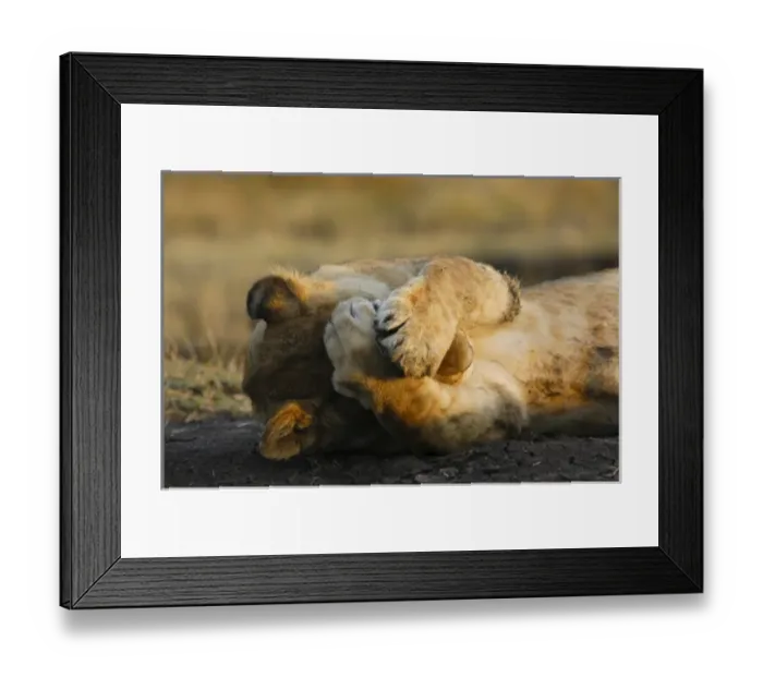 Framed Print : 05. Lion cub Framed Print : 05. Lion cub