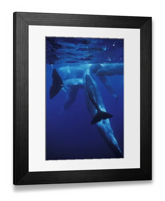 Framed Print : Europe, Portugal, Azores Sperm whales Framed Print : Europe, Portugal, Azores Sperm whales