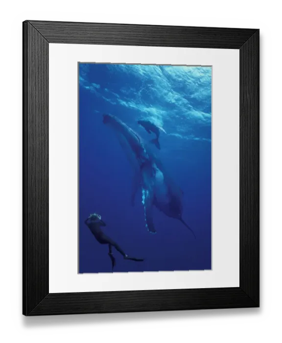 Framed Print : South Pacific, Tonga Humpback whale and calf diver photographer