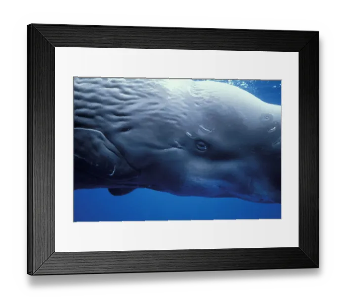 Framed Print : Europe, Portugal, Azores Sperm whale