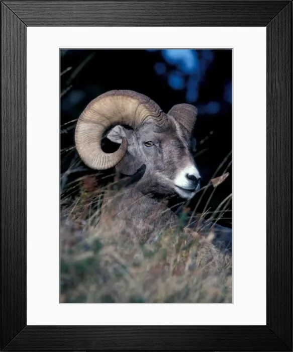 Framed Print : North America, Bighorn sheep portrait