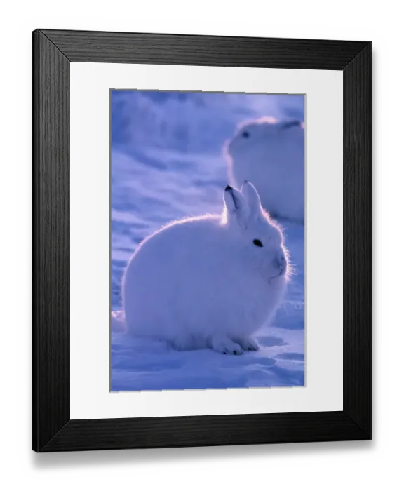 Framed Print : North America, Canada, Ellesmere Island, Arctic hare