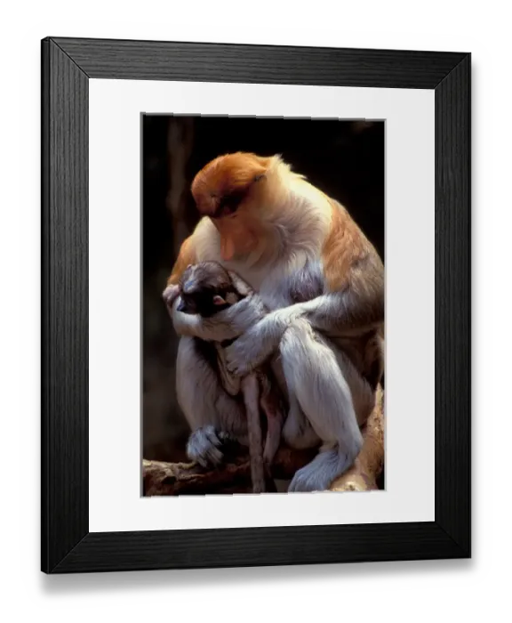 Framed Print : Southeast Asia, Proboscis monkey, mother and baby, primate Framed Print : Southeast Asia, Proboscis monkey, mother and baby, primate