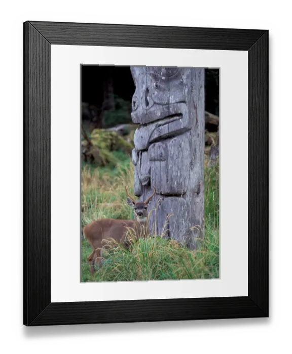 Framed Print : North America, Canada, Queen Charlotte Islands, Ninstints Village, Sitka deer among Framed Print : North America, Canada, Queen Charlotte Islands, Ninstints Village, Sitka deer among