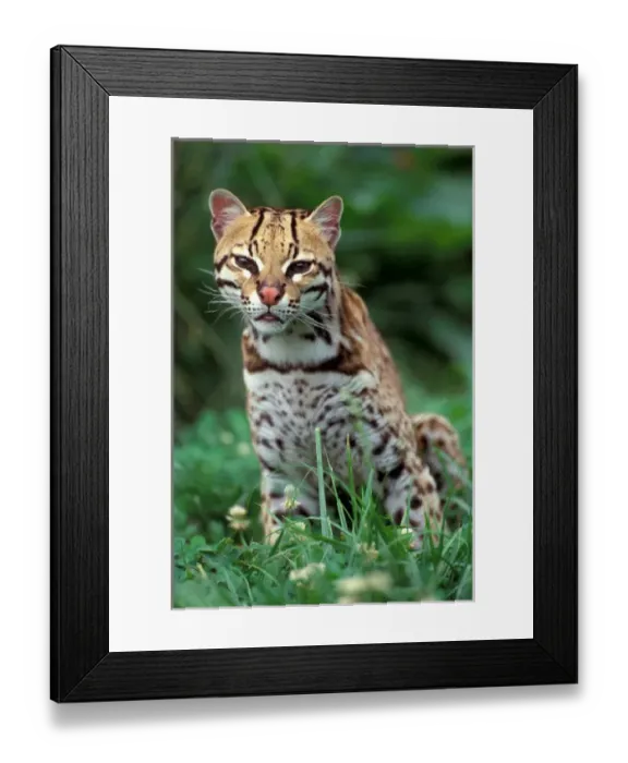 Framed Print : Range: Southern USA to South America, Ocelot (Felis pardalis) sitting in grass Framed Print : Range: Southern USA to South America, Ocelot (Felis pardalis) sitting in grass