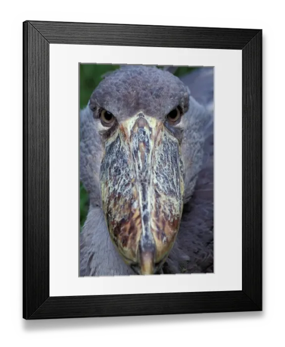 Framed Print : Africa, East Africa, Shoebill Framed Print : Africa, East Africa, Shoebill