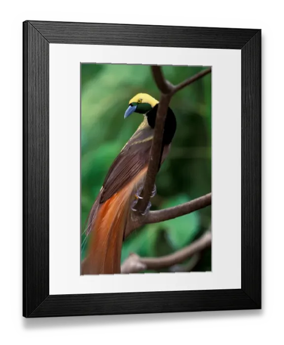 Framed Print : Bird of paradise (Greater (Paradisaea apoda) Framed Print : Bird of paradise (Greater (Paradisaea apoda)