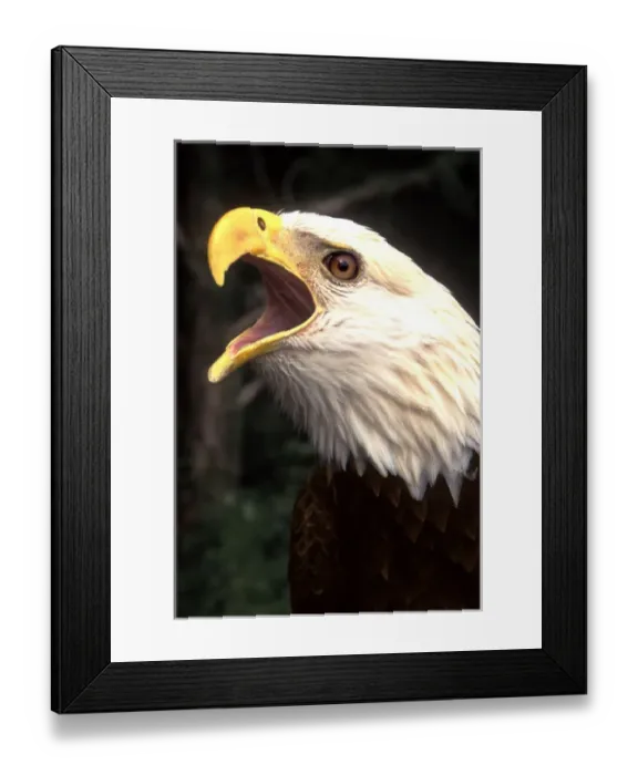 Framed Print : Americas Symbol - The Bald Eagle in Nature Framed Print : Americas Symbol - The Bald Eagle in Nature