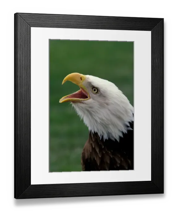 Framed Print : North America, Bald eagle (Haliaeetus leucocephalus) Framed Print : North America, Bald eagle (Haliaeetus leucocephalus)