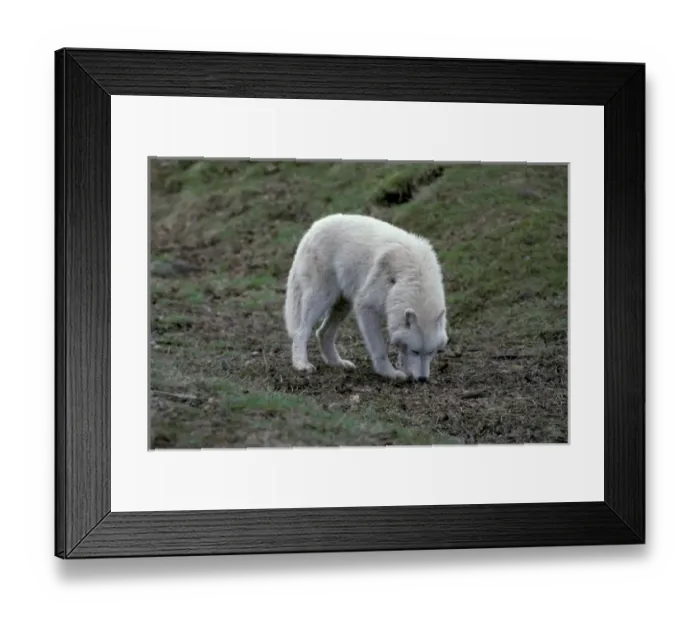 Framed Print : North America, Arctic or grey wolf Framed Print : North America, Arctic or grey wolf
