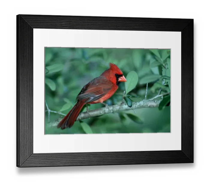 Framed Print : 05. USA, Minnesota, Mendota Heights, Cardinalis cardinalis, Cardinal, Male Framed Print : 05. USA, Minnesota, Mendota Heights, Cardinalis cardinalis, Cardinal, Male