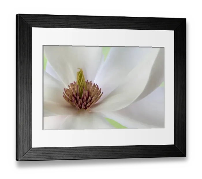 Framed Print : Detail of magnolia flower. Credit as: Don Paulson  /  Jaynes Gallery  /  DanitaDelimont