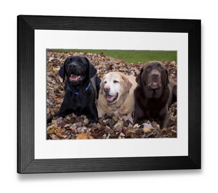 Framed Print : A black, yellow, and chocolate Labrador retriever dog trio in a pile of autumn leaves