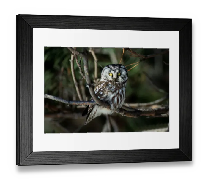 Framed Print : 05. Boreal Owl (Aegolius funerus), near Duluth, MN, March Framed Print : 05. Boreal Owl (Aegolius funerus), near Duluth, MN, March