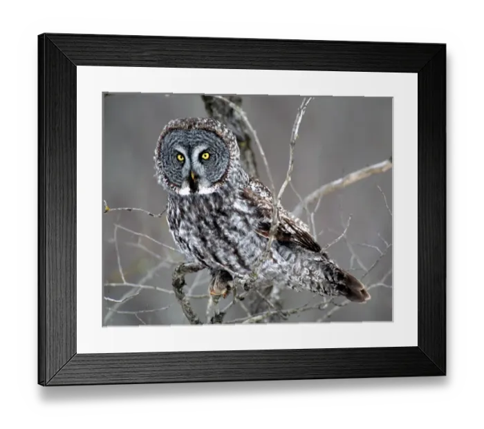 Framed Print : 05. Great Gray Owl near Cotton, MN, perched in a bush Framed Print : 05. Great Gray Owl near Cotton, MN, perched in a bush