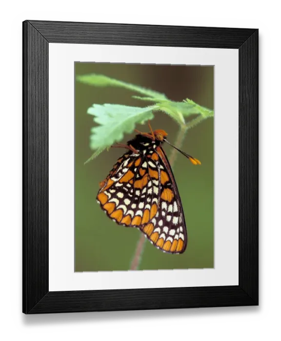 Framed Print : Michigan, Oakland County Checkerspot Butterfly roosting (Euphydryas phaeton)